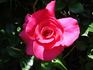 David Whitfield rose photo