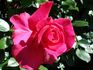 David Whitfield rose photo