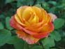 Almost Sunset rose photo
