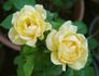 Carol Burnett ™ rose photo