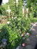Egeskov ® rose photo
