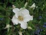 Clematis Rose rose photo