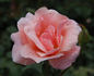 Stadt Luzern rose photo