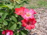 Annie Laurie ™ rose photo
