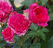 Wilhelm Tell rose photo