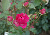 Wilhelm Tell rose photo