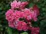 Fairy-Tale rose photo