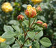 Glückskette rose photo