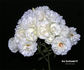 Eva Teschendorff rose photo