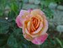 Elizabeth Scholtz rose photo
