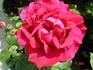 The General rose photo