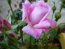 Vicomtesse d'Avesnes rose photo