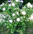 Ilse Krohn rose photo