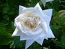 Ilse Krohn rose photo