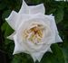 Ilse Krohn rose photo