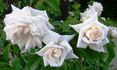 Ilse Krohn rose photo