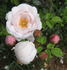 Langer Lulatsch rose photo