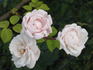 Langer Lulatsch rose photo
