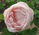 Langer Lulatsch rose photo