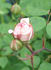 Langer Lulatsch rose photo