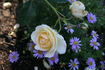 Ludlow Castle rose photo