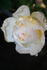 Ludlow Castle rose photo