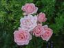Amorous rose photo