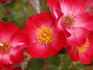 Glowing Cushion rose photo