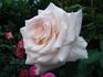 Fee rose photo