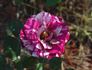 Arrow Folies ® rose photo