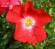 Rock Creek rose photo