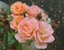Sunset Boulevard rose photo