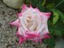 Standing Ovation ™ rose photo
