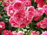 Elveshörn ® rose photo