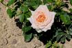Chateau la Croix rose photo