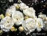 Husky rose photo