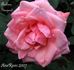 Aveline Gaujard rose photo
