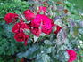 Courage™ rose photo