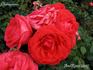 Chateauroux rose photo