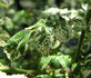 R. wichurana variegata rose photo