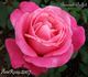 Bernard Buffet rose photo