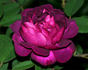 Nightmoss rose photo