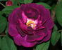 Nightmoss rose photo