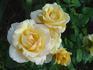 Golden Opportunity rose photo