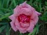 Kolkhoznitsa rose photo