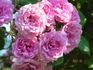 Blanda Egreta rose photo