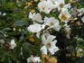 Eichsfeldia rose photo