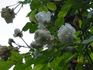 Evodia rose photo