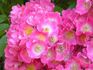 Gruss an Germershausen rose photo