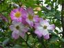 Hildeputchen rose photo